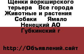 Щенки йоркширского терьера - Все города Животные и растения » Собаки   . Ямало-Ненецкий АО,Губкинский г.